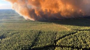 Fransa'nın güneybatısında çıkan orman yangınında 6 bin hektar alan kül oldu