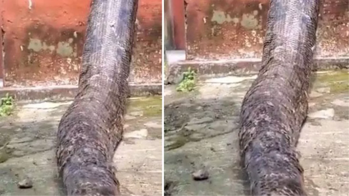 Evinin bahçesine dünyanın en büyük yılanı girdi! İşte ürküten video